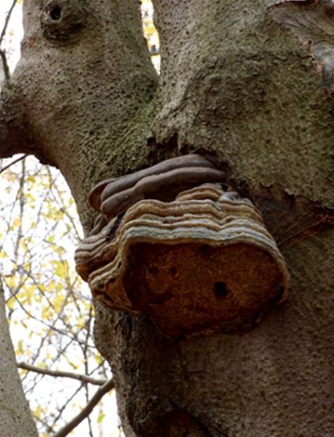 A mature bracket with many growth increments 2.5m up a beech pollard at Epping Forest, Essex